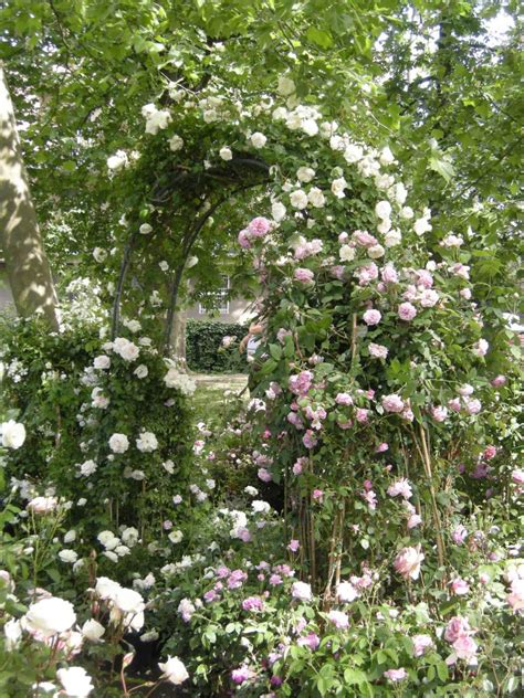 Potatura Delle Rose Rampicanti O Climber 7 Consigli Passione In Verde