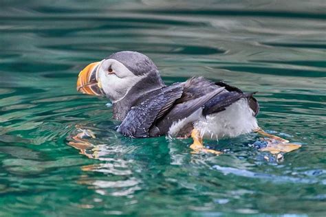 Kuku Campers Puffins In Iceland