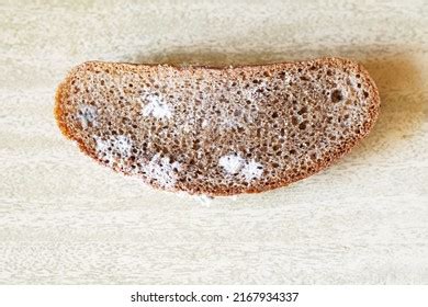 White Mold On Piece Bread Stock Photo 2167934337 | Shutterstock