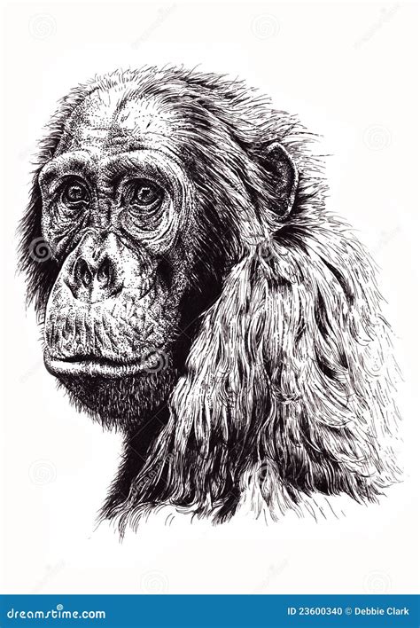 Artistic Sketch Of Ape Stock Illustration Illustration Of Creature