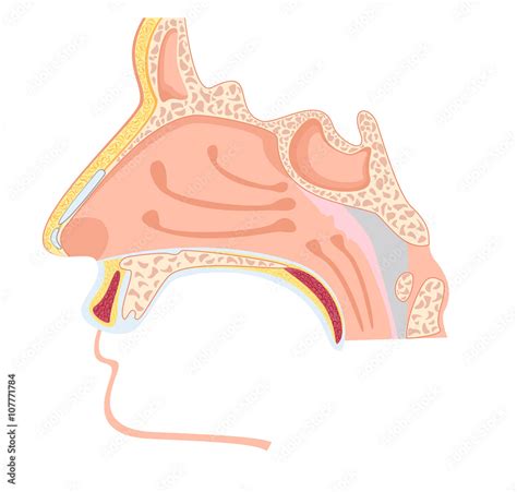 Nasal Cavity Vector Illustration Of Human Nose Anatomy Stock Vector