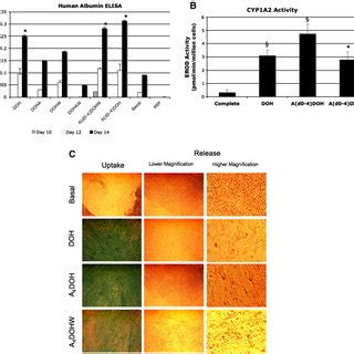 Functional Activity Of HESC Derived Hepatic Like Cells A Human