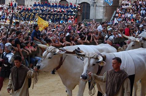 Corteo Storico Del Palio DellAssunta 2008 Il Carroccio Buoi E Bovari