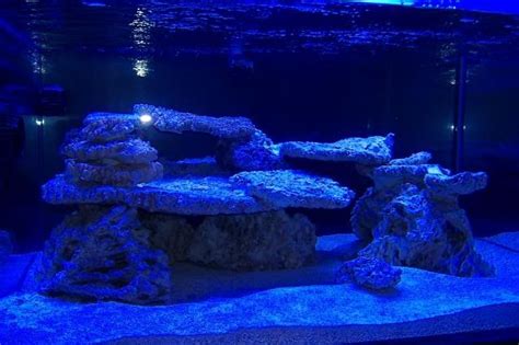 Aquascaping Show Your Skills Saltwater Fish Tanks Reef Tank