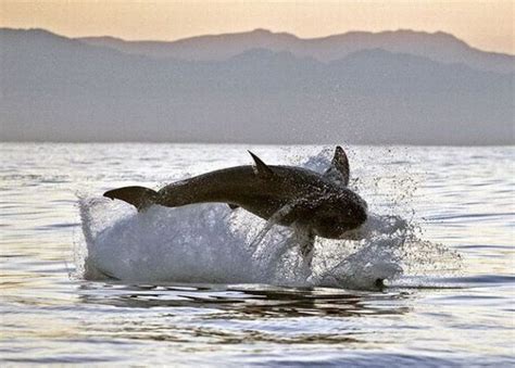 Great White Shark Hunting: Fearsome Predator in Action