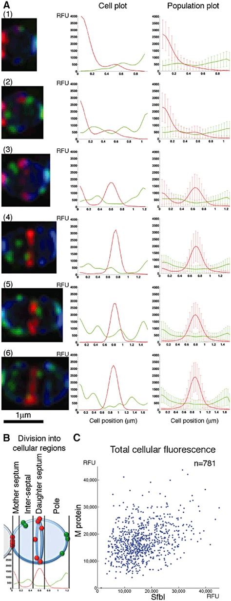 M Protein And Sfbi Are Anchored Simultaneously Throughout The Cell