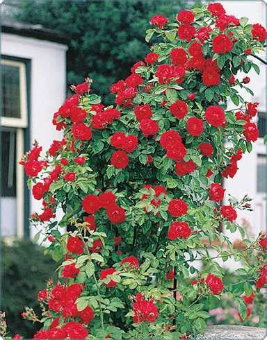 Tree Rose: A Guide To Growing And Caring For Tree Roses - [Updated ...