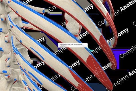 Origin of External Intercostal Muscles | Complete Anatomy