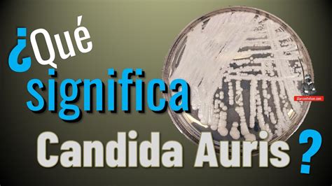 Qu Significa Candida Auris Youtube