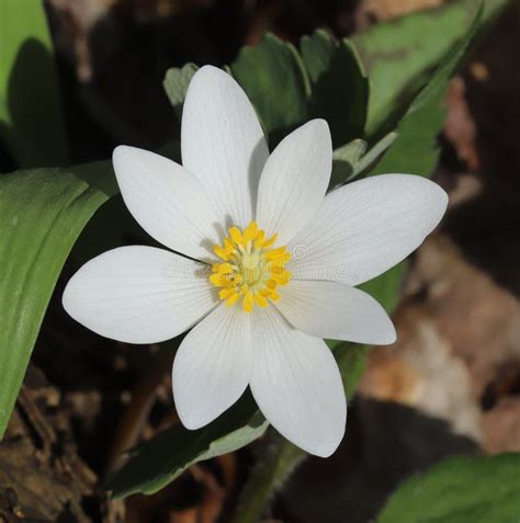 Bloodroot Sanguinaria Canadensis Flower Stock Image Image Of