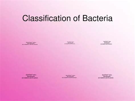 Ppt Classification Of Bacteria Powerpoint Presentation Free Download