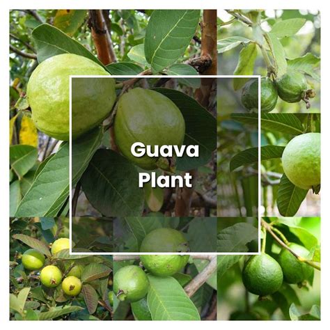 How to Grow Guava Plant - Plant Care & Tips | NorwichGardener