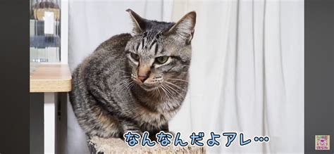 パチンと飛ぶおもちゃが飛んできた！びっくりする猫さんと動じない猫さん Cube ニュース