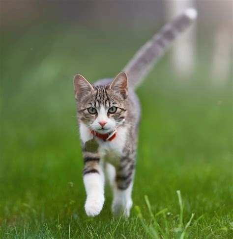Cats 2.0: Understanding Your Cat's Unique Reproductive System | VetScoop
