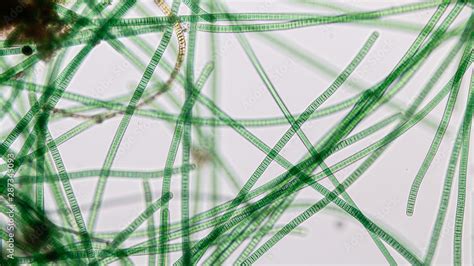 Study of Oscillatoria is a genus of filamentous cyanobacterium, oscillation in its movement ...