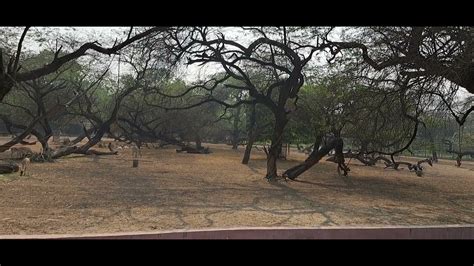 Walking Deer In Delhi Zoo National Zoological Park Delhi Delhis