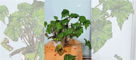 Бегония "Бауэра тигровая" воротничковая купить в Томске | Товары для ...