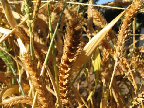 Harvesting Wheat - Gardenerd