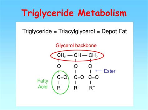 Ppt Triglyceride Metabolism Powerpoint Presentation Free Download