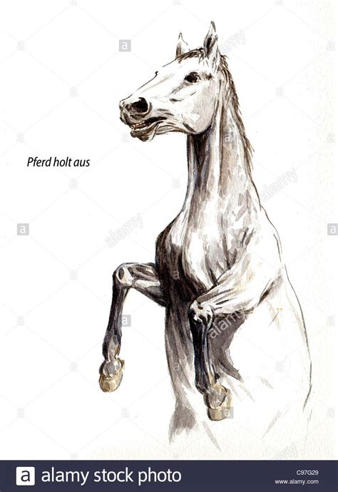 Horse Anatomy Drawing Stock Photos & Horse Anatomy Drawing Stock Images - Alamy