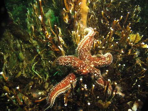 Marine biodiversity — more than meets the eye — Australian Antarctic ...