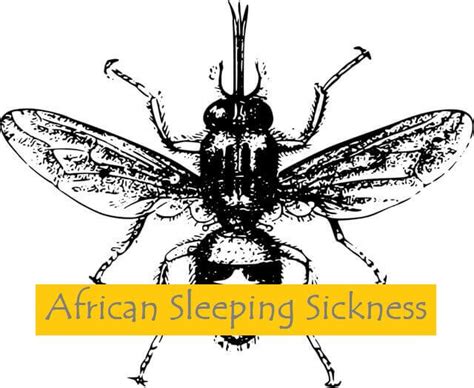 African Sleeping Sickness: 2 Types, Symptoms, Causes, Distribution, And ...