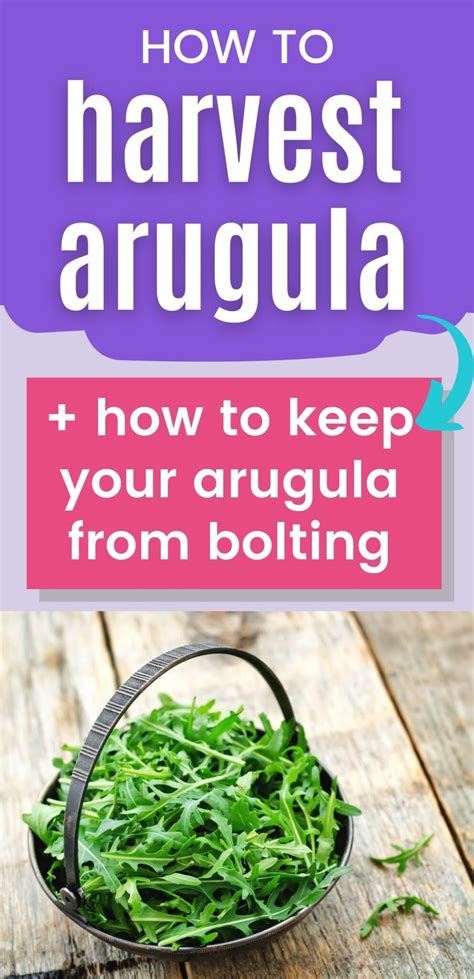 How And When To Harvest Arugula Must Know Tip To Keep Your Arugula