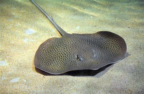 3 Easy And Surefire Ways On How To Unhook A Stingray