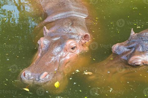 Hippo in the water 718382 Stock Photo at Vecteezy