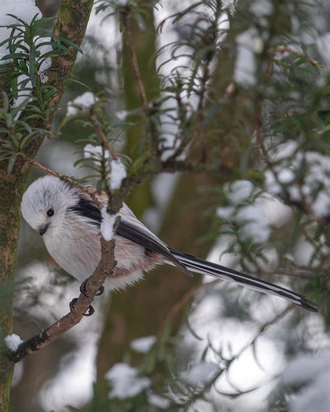 What is this bird? (Germany) : whatsthisbird