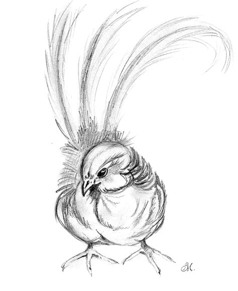 Cute Bird Sketch | Wallpapers Gallery