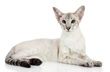 Cat Breed Guide Colorpoint Shorthair