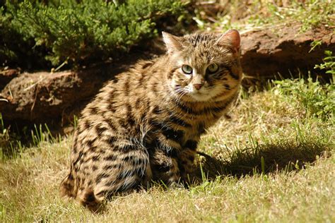 Black Footed Cat Facts | Big Cat Rescue | Wild cats in the wild: Our ...