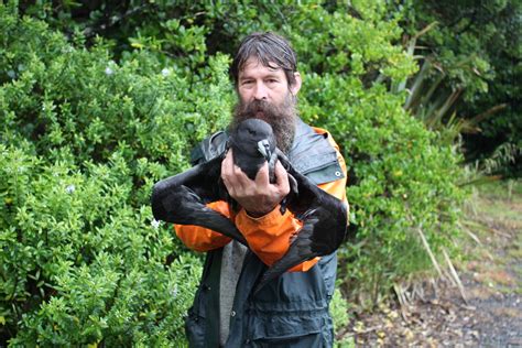 Stranded Westland Petrels Conservation Blog