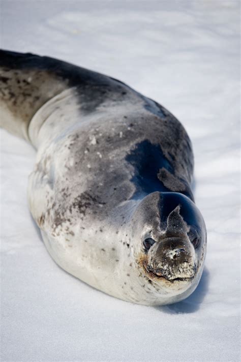 Seals of Antarctica | rebeccayaleblog.com