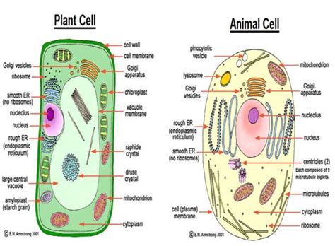 Plant Cell Vs Animal Cell Plant And Animal Cells Share Many By