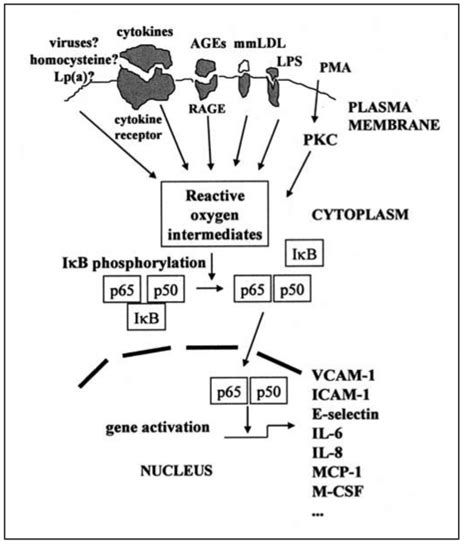 A Scheme Of The Intracellular Signal Transduction Pathways Leading To