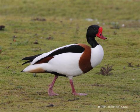 Common Shelduck gallery