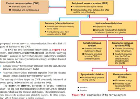 Wk Ch Nervous System Basics Nervous Tissue Flashcards Quizlet