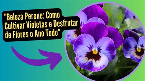 Beleza Perene Como Cultivar Violetas E Desfrutar De Flores O Ano Todo