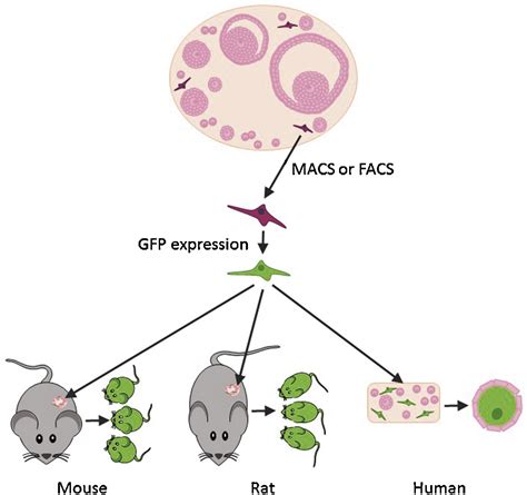 The Controversial Existence And Functional Potential Of Oogonial Stem