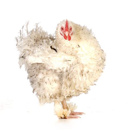 250 Pollo Frizzle Fotos Fotografías De Stock Fotos E Imágenes Libres De Derechos Istock