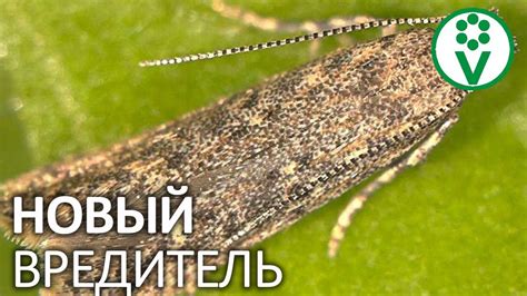ЭТА БАБОЧКА ОСТАВИТ ВАС БЕЗ ТОМАТОВ! Как избавиться от томатной ...