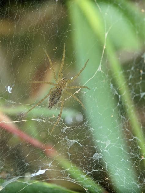 Vertical Close Up View Of A Grass Spider On Its Web In The Greenery