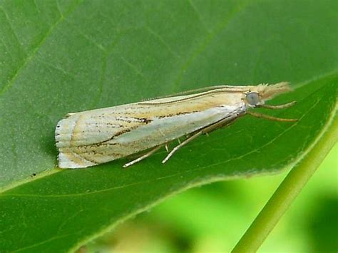 Grass Veneer Moth Bugguidenet