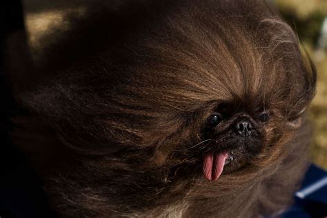 Photos of All the Winners from the 2023 World's Ugliest Dog Contest