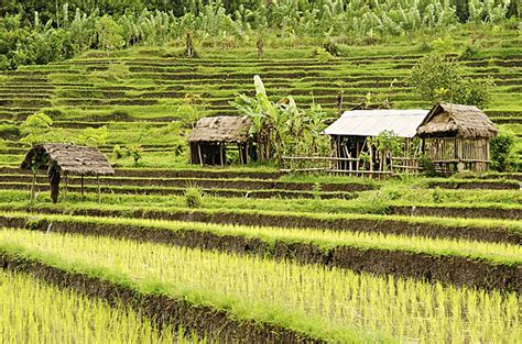 Fondo Paisaje De Campo De Arroz En Bali Indonesia Paisaje De Arroz Asia