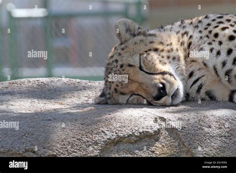 Houston Zoo Animals In Captivity Houston Texas Usa Stock Photo Alamy