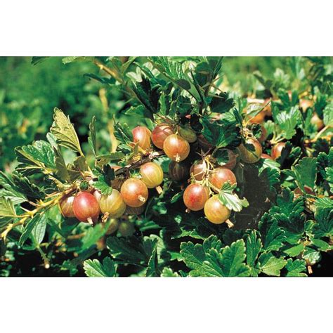 Gurney S Pixwell Gooseberry Bush Dormant Bare Root Fruit Bearing