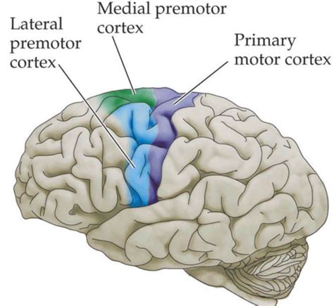 B W Descending Sys Umn Corticospinal And Corticobulbar Path Carr